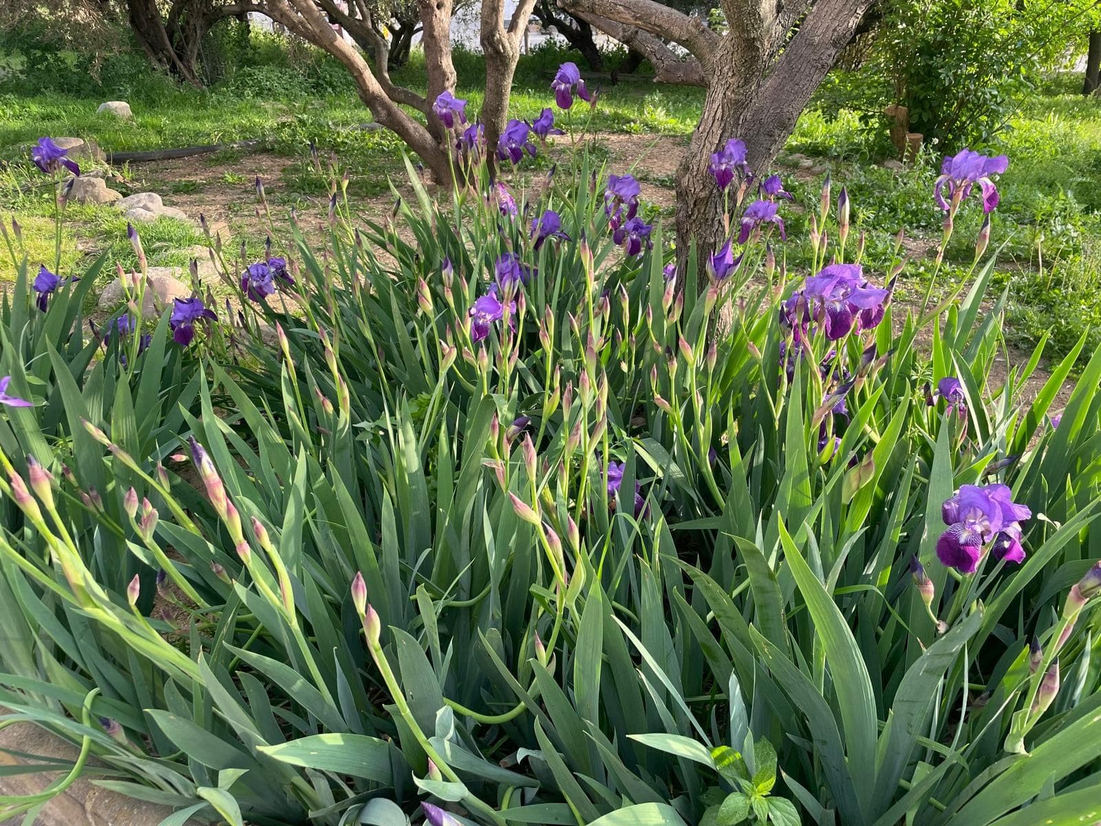 lirios del jardín
